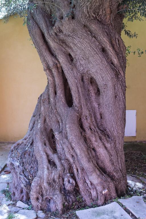 Agriturismo Borgo Degli Ulivi Canicattini Bagni Exteriér fotografie